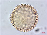 臺灣瑞香藏品圖，第2張