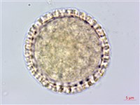 臺灣瑞香藏品圖，第3張