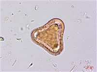 台灣山黑扁豆藏品圖，第2張