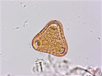 台灣山黑扁豆藏品圖，第3張