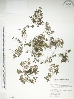 深柱夢草藏品圖，第1張