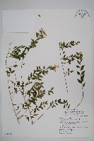 臺灣糯米條藏品圖，第1張