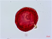 臺灣糯米條藏品圖，第2張