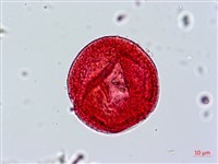 臺灣糯米條藏品圖，第3張