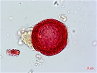 臺灣糯米條藏品圖，第4張