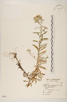 絲綿草藏品圖，第1張