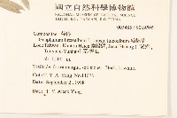 絲綿草藏品圖，第2張