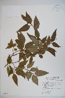 狹葉莢迷藏品圖，第1張