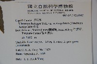 狹葉莢迷藏品圖，第2張