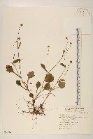 矮菊藏品圖，第1張