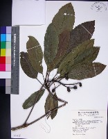 山枇杷、臺灣枇杷藏品圖，第1張