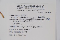 輪葉沙參藏品圖，第2張