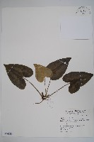 大花細辛、馬蹄香藏品圖，第1張