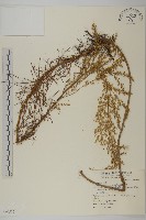 細葉山艾藏品圖，第1張