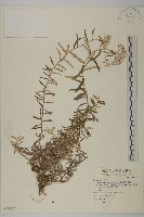 玉山抱莖籟簫藏品圖，第1張