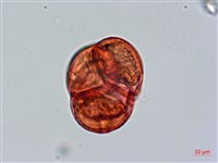 金毛杜鵑藏品圖，第3張