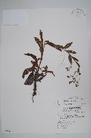 琉璃草藏品圖，第1張