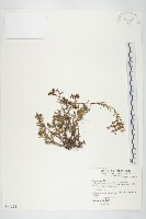 紅子佛甲草藏品圖，第1張