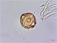 紅子佛甲草藏品圖，第3張