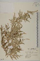 中南蒿藏品圖，第4張