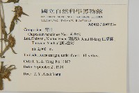 黃金珠藏品圖，第2張