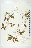 絞股藍藏品圖，第1張
