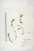 能高佛甲草藏品圖，第1張
