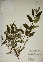 大葉溲疏藏品圖，第1張