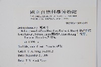 穗花蛇菰藏品圖，第2張