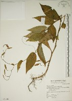 臺灣油點草藏品圖，第1張