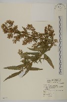 臺灣馬蘭藏品圖，第1張