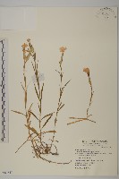 玉山石竹藏品圖，第1張