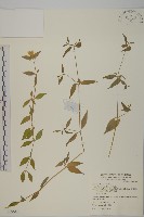 狗筋蔓藏品圖，第1張