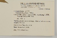 狗筋蔓藏品圖，第2張