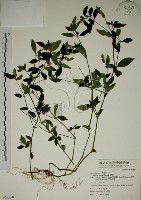 爵床藏品圖，第1張