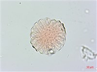 小扁豆藏品圖，第3張