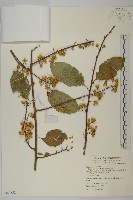 南華南蛇藤，青江藤藏品圖，第1張