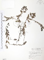 玉山水苦賈藏品圖，第1張