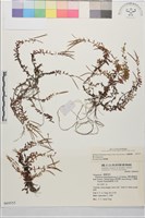 合歡柳葉菜藏品圖，第4張