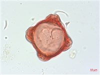 合歡柳葉菜藏品圖，第2張