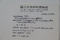 樺葉莢迷、玉山莢迷藏品圖，第2張