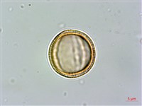 異葉木犀藏品圖，第1張