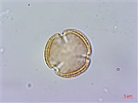 異葉木犀藏品圖，第2張