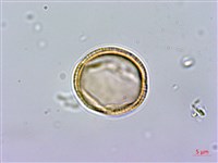 異葉木犀藏品圖，第3張