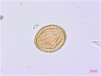 臺灣鵝掌柴藏品圖，第2張