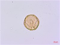 臺灣鵝掌柴藏品圖，第4張