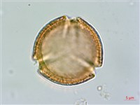 虎杖、黃藥子藏品圖，第3張