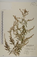 中南蒿藏品圖，第1張