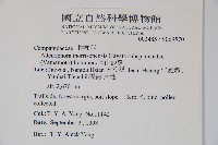 高山沙參藏品圖，第2張