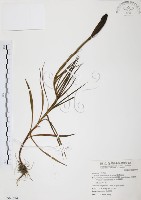 臺灣百合藏品圖，第1張